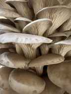Organic Oyster Mushrooms -2lb (907g)