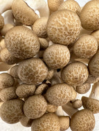 Brown Beech Mushrooms - 5.3oz (150g)